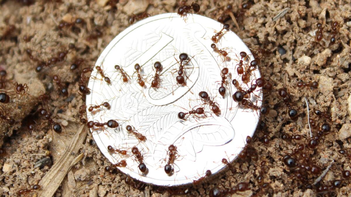 Fire Ants Jimboomba