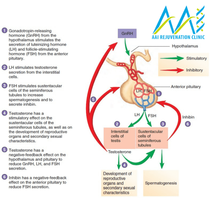 Lh hormone luteinizing hormones functions estrogen production general endocrine system powerpoint levels ppt gnrh ovary males testosterone fsh stimulates cells