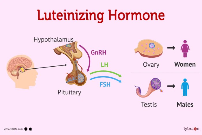 Luteinizing hormone in males