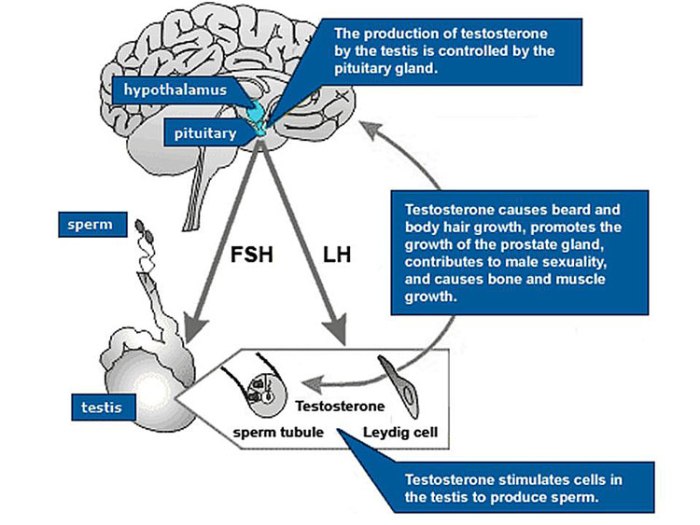 Luteinizing hormone in males